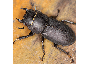 Balkenschröter (Dorcus parallelipipedus) - © Erwin Holzer